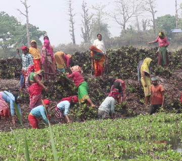 अघि बढ्यो कोशीटप्पु क्षेत्रको सिमसार संरक्षणको काम